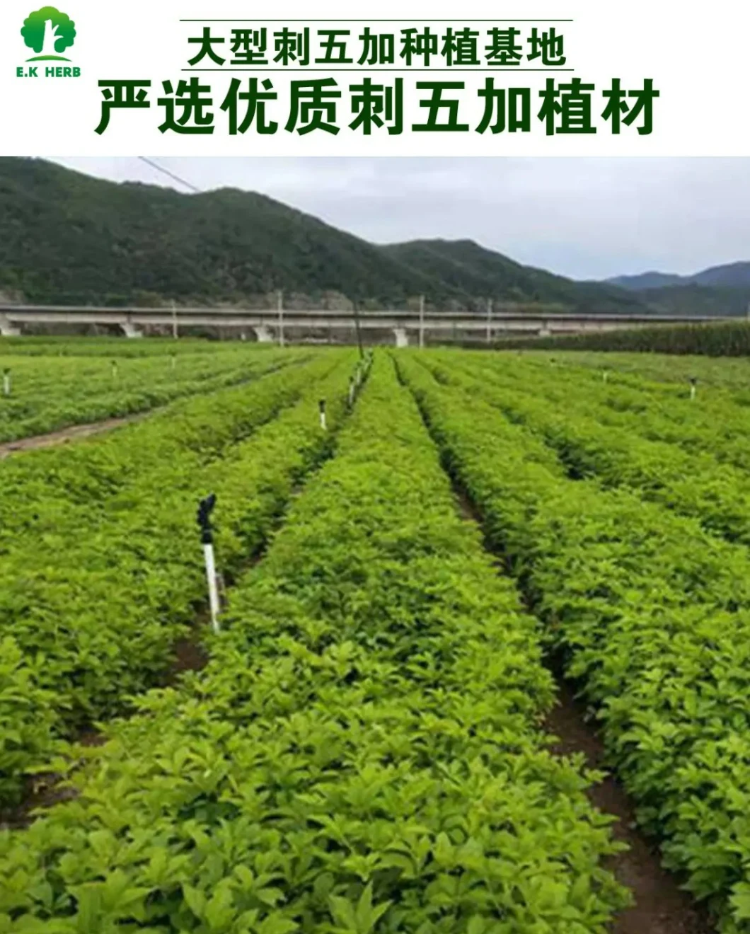 E. K Herb ISO/Kosher Certified Manufacturer 100% Natural Siberian Ginseng Extract Organic Siberian Ginseng Extract Powder High Quality Isofraxidin 0.3% in Stock