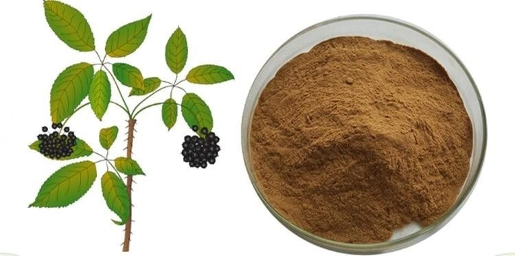 E. K Herb ISO/Kosher Certified Manufacturer 100% Natural Siberian Ginseng Extract Organic Siberian Ginseng Extract Powder High Quality Isofraxidin 0.3% in Stock