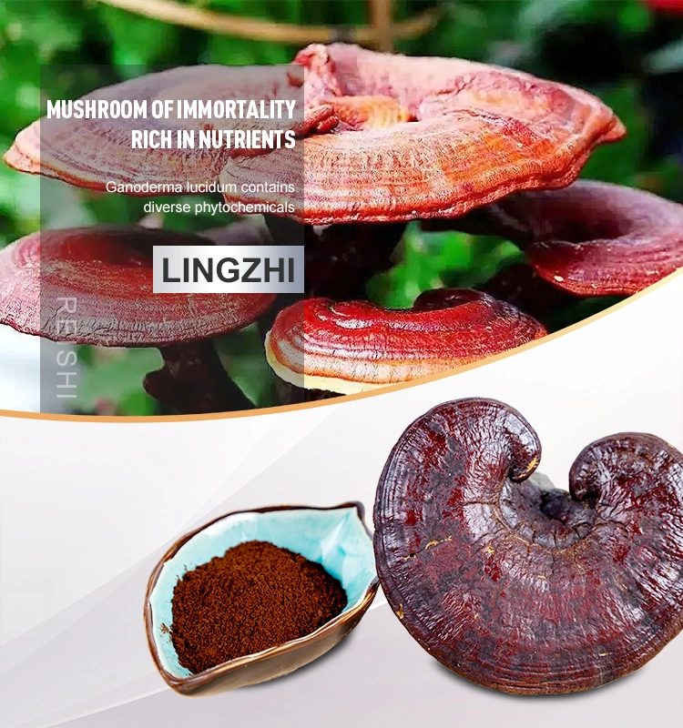 Organic Ganoderma Lucidum Reishi Mushroom Extract Spore Powder