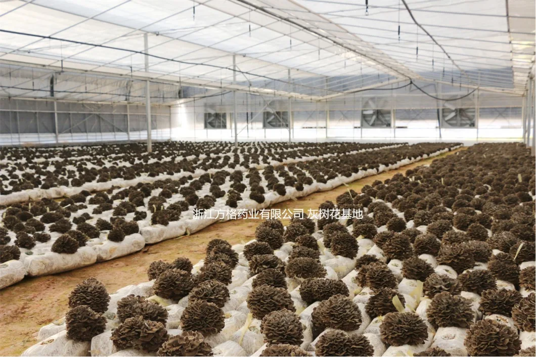 Maitake Extract Powder, Grifola Frondosa Extract Powder 4: 1, Organic Mushroom