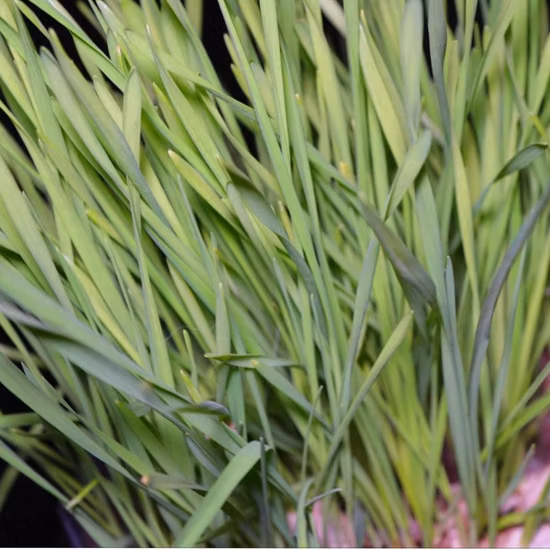 Poudre d'herbe de sarrasin biologique d'extrait de plante